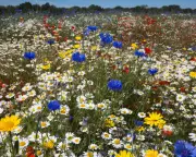 Wildlife-Filled Childhoods Lost: A Reader's Lament for Britain's Vanished Nature