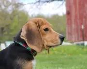 Wisconsin beagle research facility shuts down, 1,500 dogs rescued