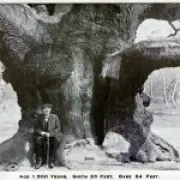 World-famous 1,200-year-old Robin Hood tree dies due to excessive tourism
