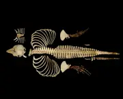 World's rarest marine mammal preserved in 3D digital skeleton to aid conservation