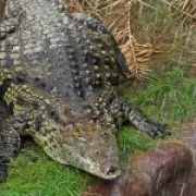 Wowcher apologises for 'disgusting' croc email after toddler attack