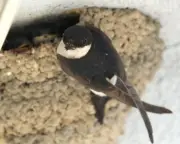 Young country diary: House martins return to Norfolk street after 20 years