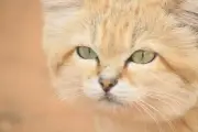YouTube video proves sand cats exist in Libya, study confirms