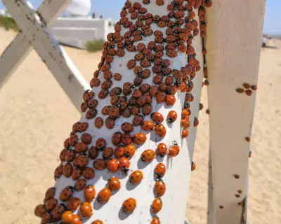 1976 Ladybird Plague: 50,000 per Acre on Welsh Coast