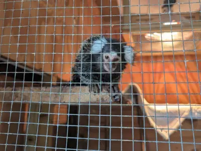 Abandoned monkey discovered on North London bus, RSPCA says