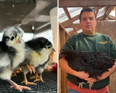 Bird flu threat looms over small US poultry farms after disease outbreak nearly wiped out one farmer