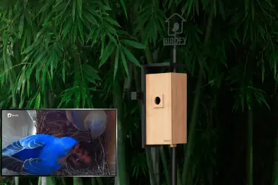 Birdfy Nest Camera: Smart Bird Box for Garden Wildlife Viewing