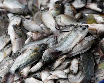 Blackchin tilapia invades 19 Thai provinces, threatening ecosystems and livelihoods