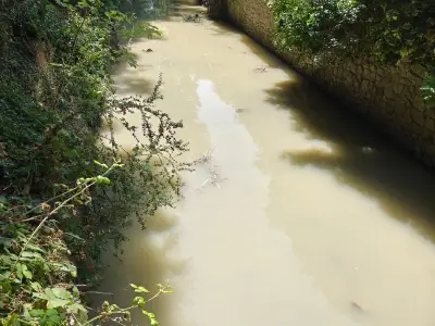 Brown water in South London river after burst main, fish deaths raise concerns