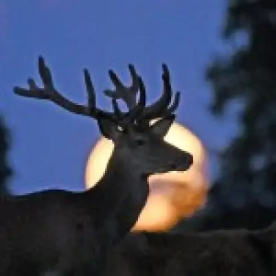 Buck Moon 2026: How to See July's Full Moon in UK Tonight