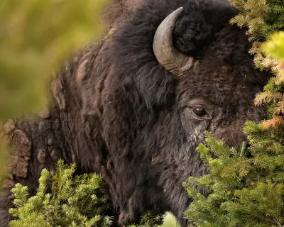 Bull bison tosses Yellowstone tourist 8ft in air in caught-on-video attack