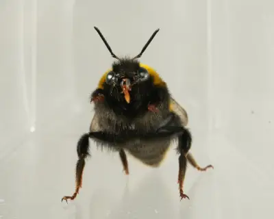 Bumblebees Show 'Liking' and 'Disliking' Facial Expressions, Study Finds