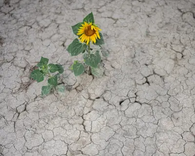 Climate crisis makes Europe's drought 80 times more likely, study finds