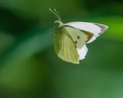 Country diary: Butterflies at the tennis? Now that’s what I call a winner