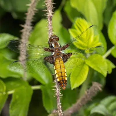 Country diary: Dragonflies emerge at year-old pond in Hertfordshire