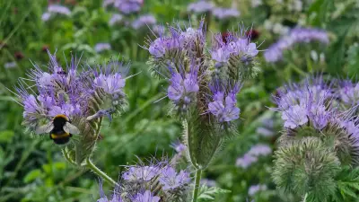 Country diary: Phacelia is the most useful plant for gardens and farms
