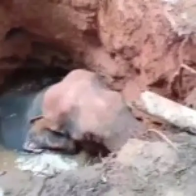 Elephant rescued from abandoned well in Kerala after 10-hour ordeal