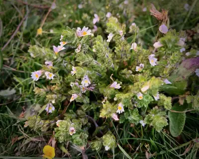 Eyebright: Sunny Healer and Tiny Parasitic Thief in Shropshire