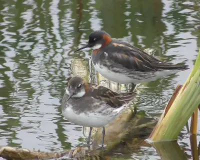 Fairy bird returns to Ireland after 30-year absence at Annagh Marsh