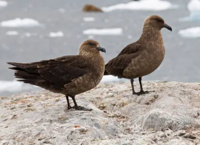 First H5N1 bird flu case in New Zealand raises fears for native species