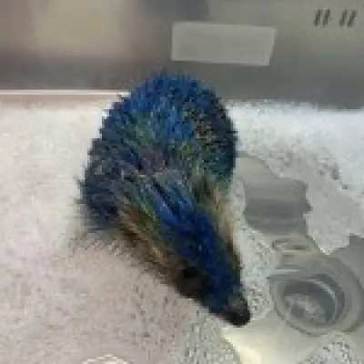 Four arrested after hedgehog spray painted in Leeds United colours