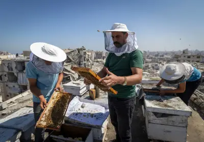 Gaza beekeeper rebuilds hives on damaged rooftop after war destroys 400 colonies