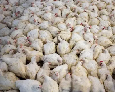 Global livestock boom since 2006 threatens wildlife and climate, report warns