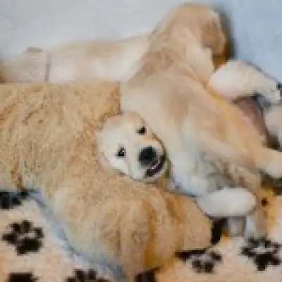 Golden retriever goes viral for 'mooing' instead of barking, loves cows