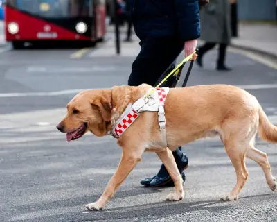 Guide dog owners face everyday ignorance and access refusals across UK