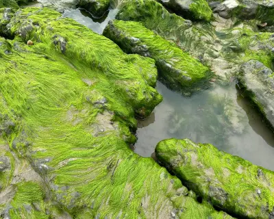 Gutweed at Charmouth Reveals Water Pollution Story in Dorset