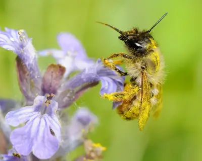 Heatwaves halve bee sperm activity, threatening crop pollination