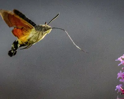 Hummingbird hawk-moths boom in UK gardens amid hot weather and strong winds