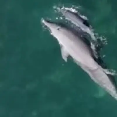 Hyatt Ziva Cancún faces backlash for keeping dolphins in shallow former pool