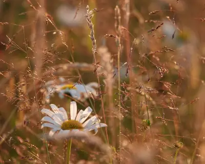Immersed in the rich, chromatic aura of a summer meadow in Derbyshire