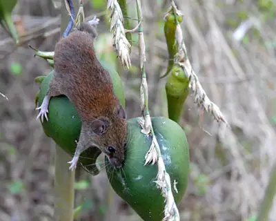 India's bamboo flowering triggers rodent boom and crop crisis in Mizoram