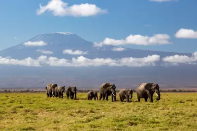 Kenya probes mysterious deaths of 15 elephants in Amboseli park