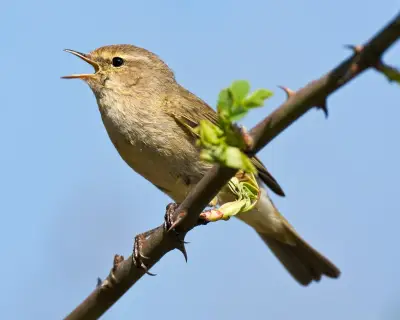 Merlin bird app to feed data into global biodiversity project