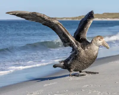 NSW reports first suspected case of deadly H5 bird flu on Australia's east coast
