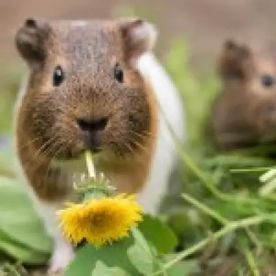Off-grid couple to breed guinea pigs 'as big as rabbits' for food in Wales