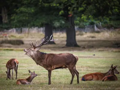 Parents Slammed for Letting Children Stroke Richmond Park Deer in Dangerous Incident