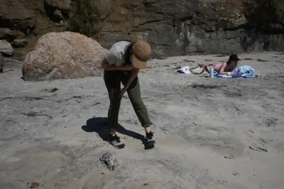 Scientists fear seabird die-off as El Niño looms off California coast