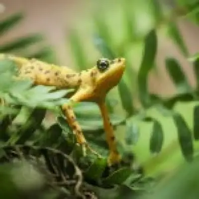 Scientists try to restore toxicity in captive frogs to save them from predators