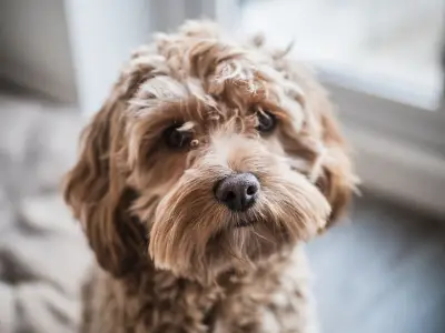 Sidcup dog trainer shares tips for managing a high-energy cockapoo