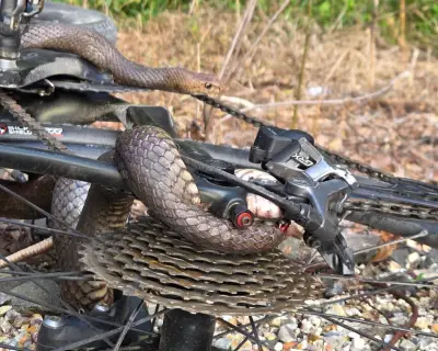Snake in bike chain: Australian woman survives bite from deadly eastern brown