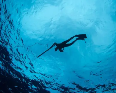 Spearfisherman notes surge in shark encounters but respects pecking order