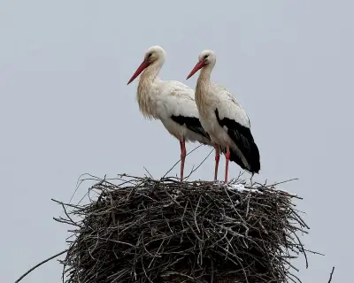 Storks' landfill junk food diet raises health concerns, study finds