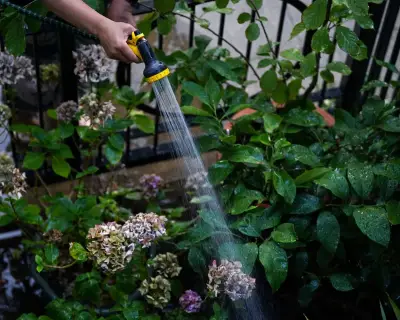 Thames Water hosepipe ban affects 10M as 23M face restrictions amid drought