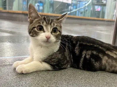 Three-legged kitten dumped outside Battersea shelter seeks loving home