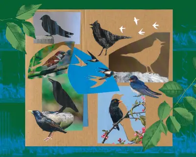 UK Dawn Chorus Changed Drastically Over 50 Years, Audio Reveals