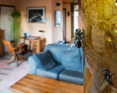 UK fly infestations: residents struggle as swarms plague neighbourhoods